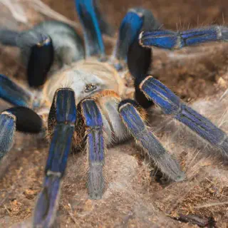 /img/23370-cobalt-blue-tarantula-conservation.webp