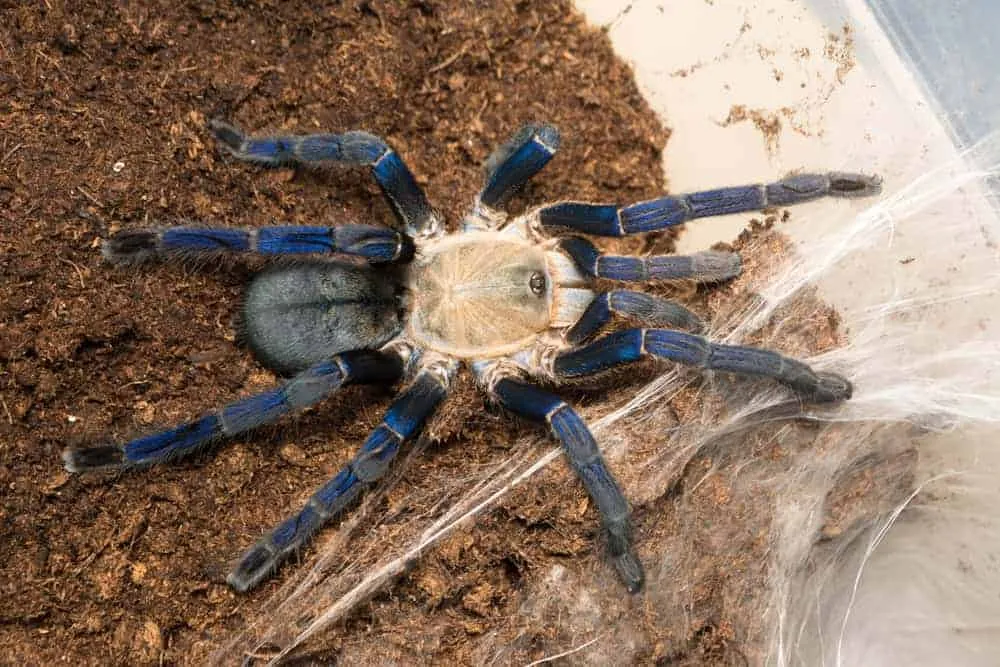 23370 cobalt blue tarantula feeding