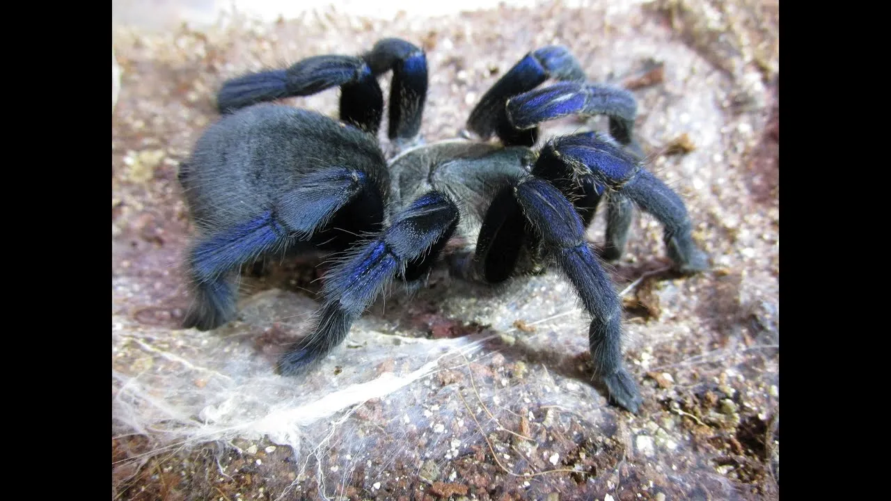 23370 cobalt blue tarantula overview