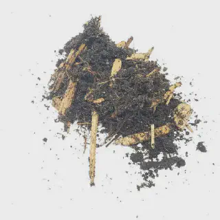 /img/23371-healthy-tarantula.webp