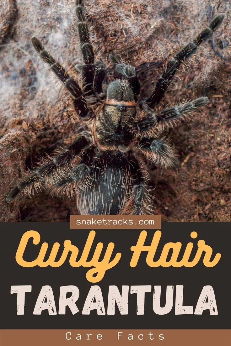 /img/23372-curly-hair-tarantula-feeding.webp