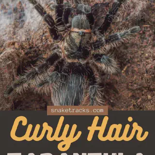 /img/23372-curly-hair-tarantula-feeding.webp
