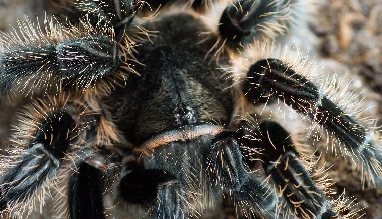 23372 monitoring tarantula temperature