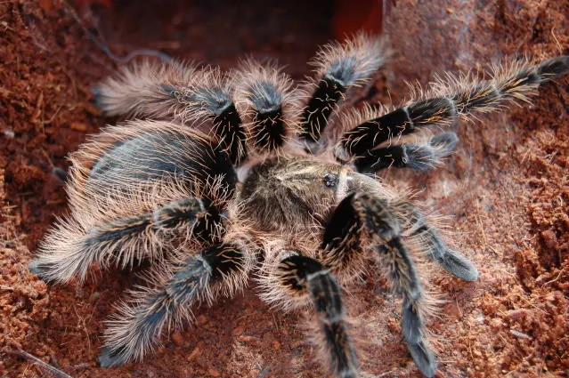 23372 setting up tarantula heating