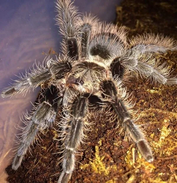 23372 tarantula ventilation