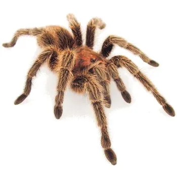23374 drawing rose hair tarantula body