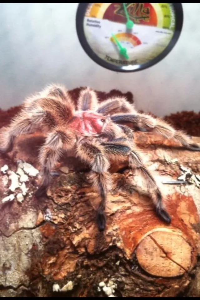 23374 drawing rose hair tarantula details