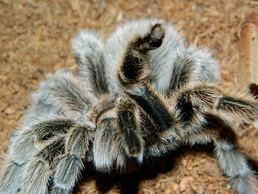 /img/23374-drawing-rose-hair-tarantula-finished.webp