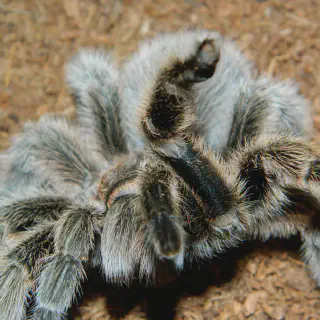 /img/23374-drawing-rose-hair-tarantula-finished.webp