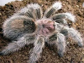 23374 drawing rose hair tarantula supplies
