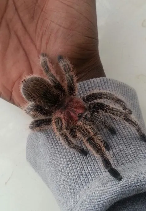 23374 rose hair tarantula reference