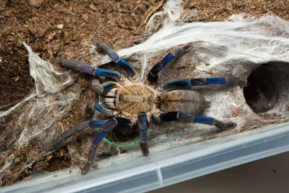 23377 cobalt blue tarantula enclosure