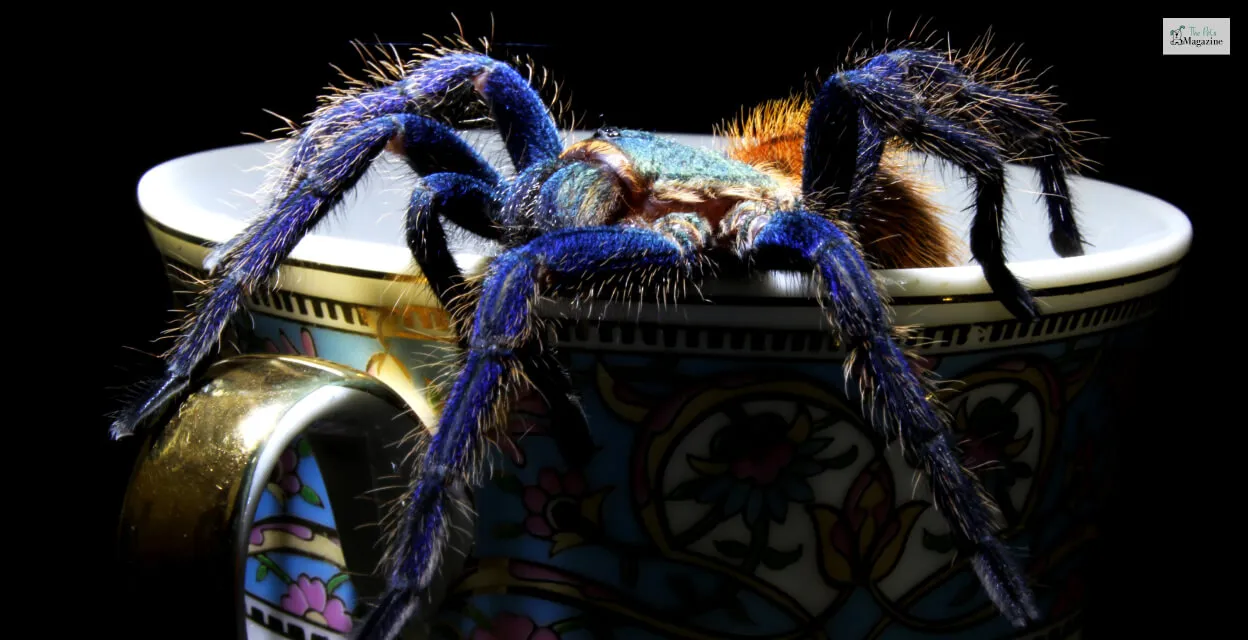 23377 cobalt blue tarantula feeding