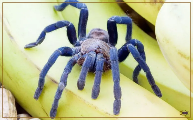 23377 cobalt blue tarantula hide
