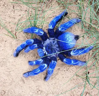 /img/23377-cobalt-blue-tarantula-molting.webp