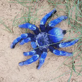 /img/23377-cobalt-blue-tarantula-molting.webp