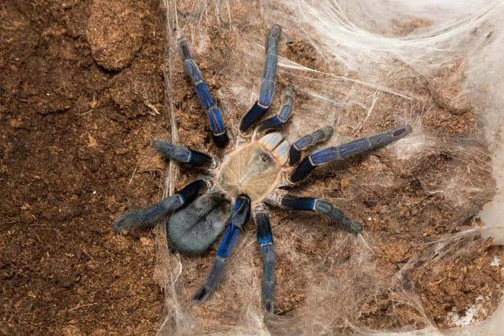23377 cobalt blue tarantula substrate