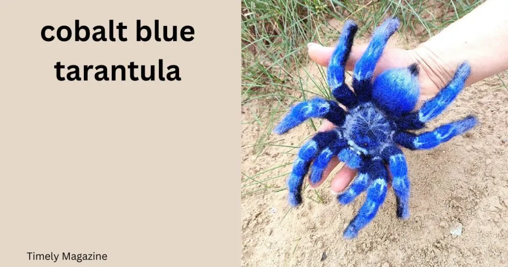 23377 cobalt blue tarantula water dish