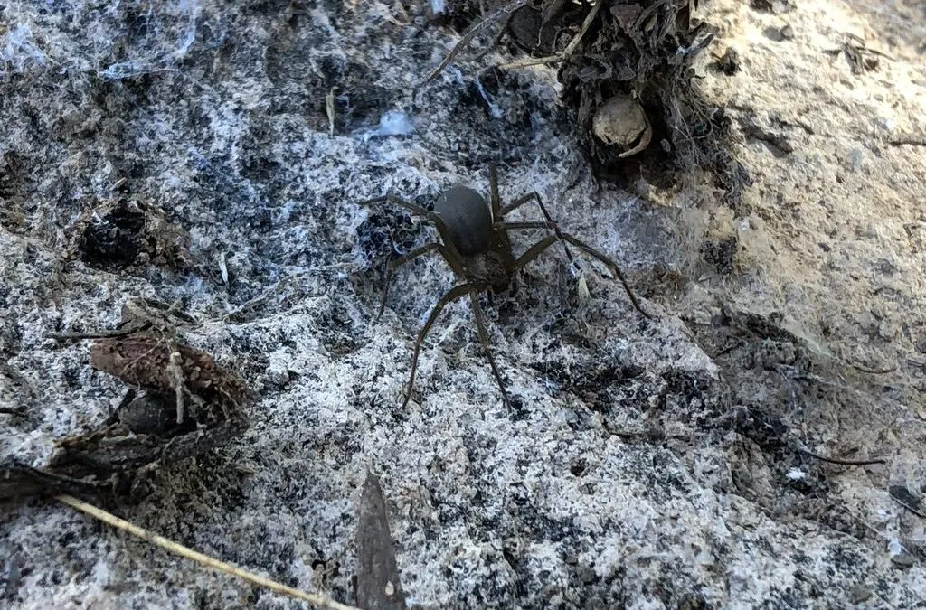 /img/23378-brown-recluse-behavior.webp