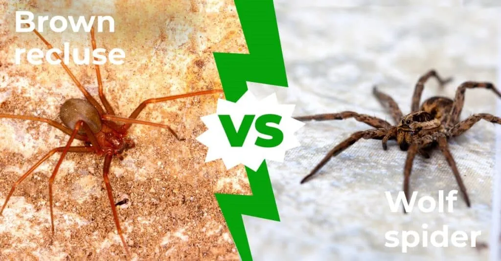23378 brown recluse bite