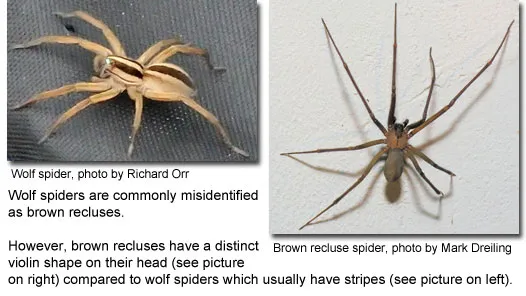 23378 brown recluse habitat