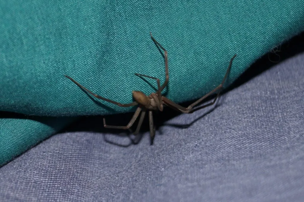 23378 tarantula bite