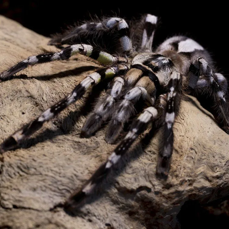 23379 tarantula artwork