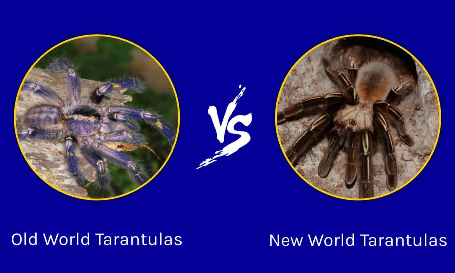 23379 tarantula dream