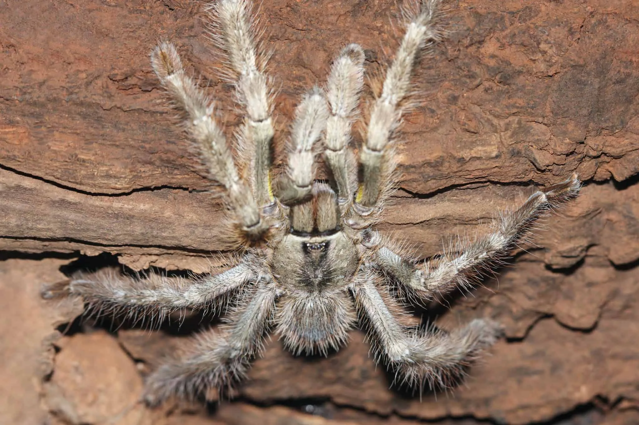 /img/23379-tarantula-handling.webp