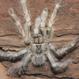 /img/23379-tarantula-handling.webp