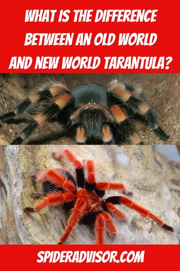 23379 tarantula hunting