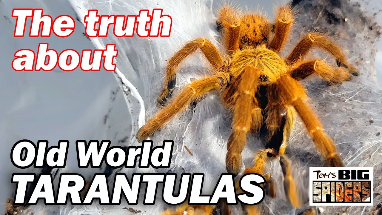 23379 tarantula spirit animal