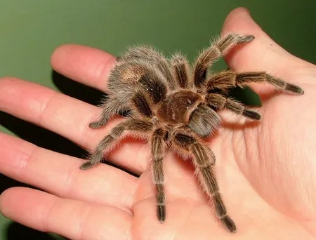 23380 tarantula enclosure