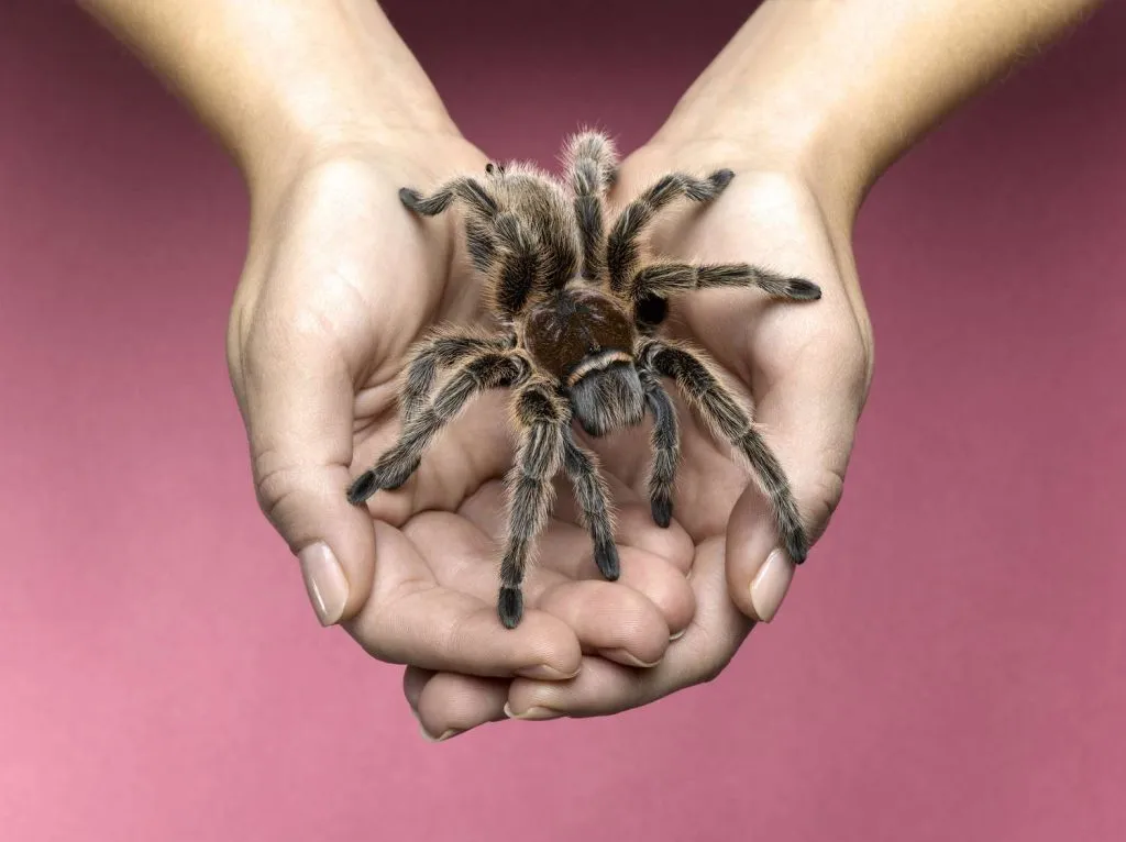 23380 tarantula handling
