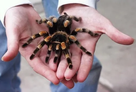 23380 tarantula species overview