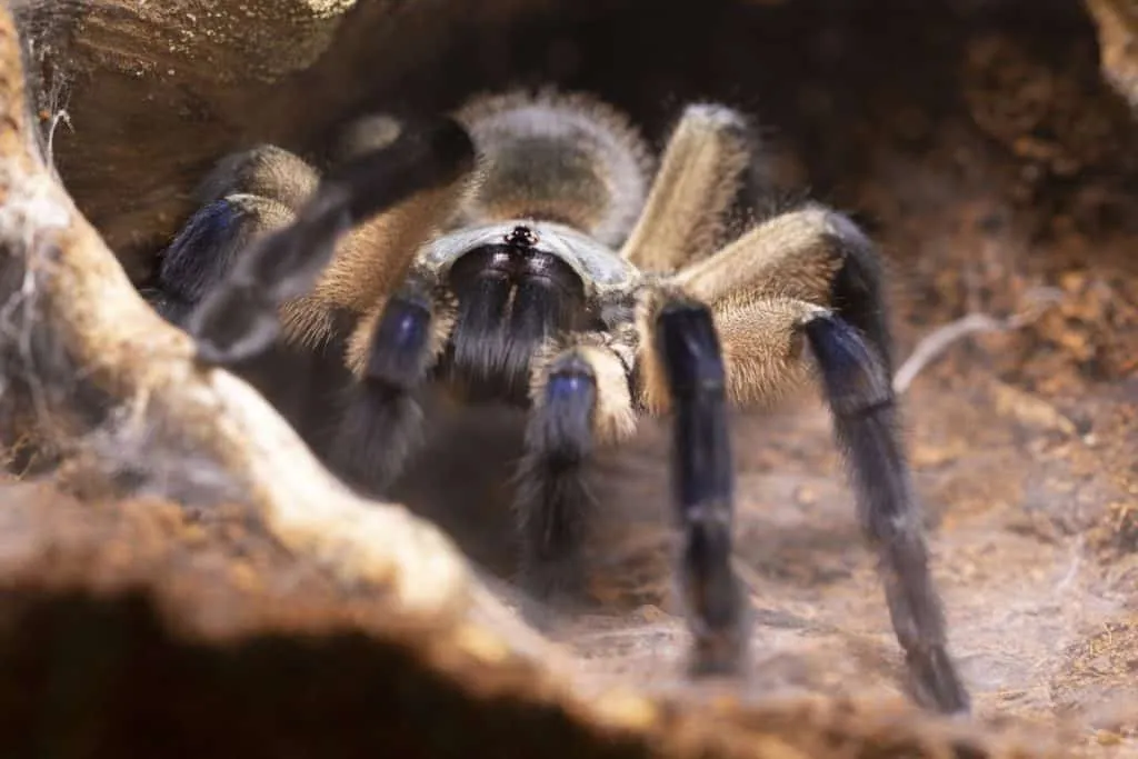 /img/23380-tarantula-watering.webp