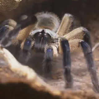 /img/23380-tarantula-watering.webp