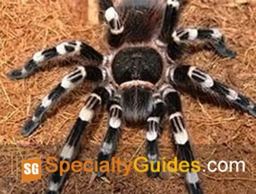 23381 tarantula enclosure size