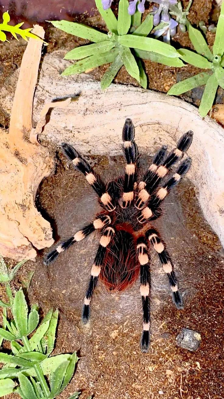 /img/23381-tarantula-habitat-cleaning.webp
