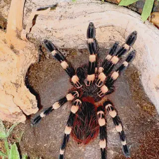 /img/23381-tarantula-habitat-cleaning.webp