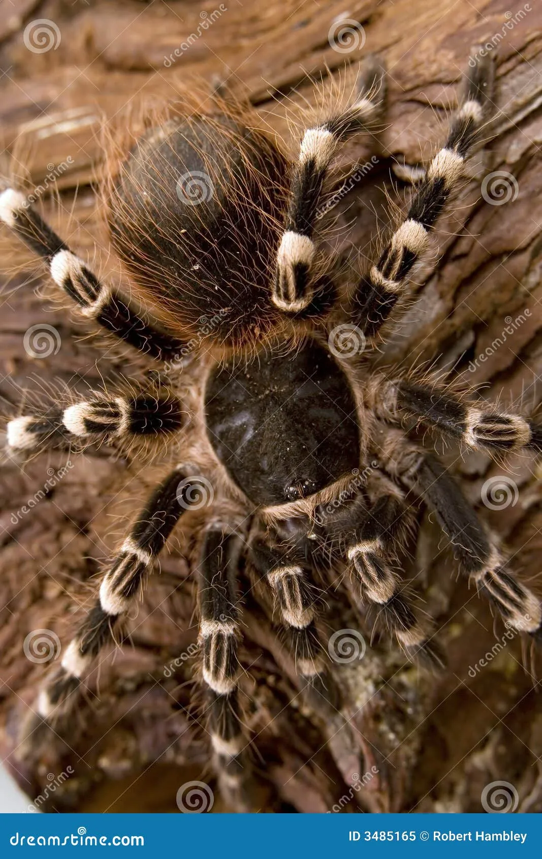 23381 tarantula hiding place