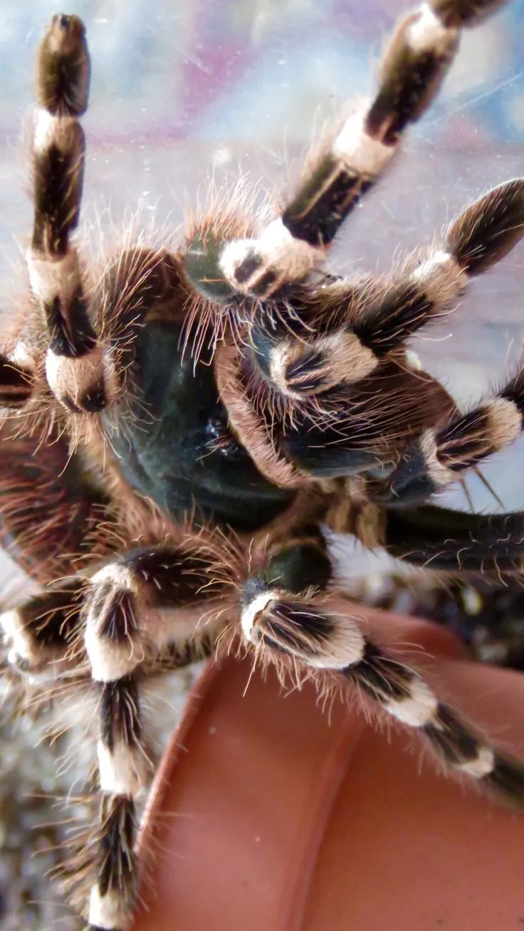 23381 tarantula substrate options
