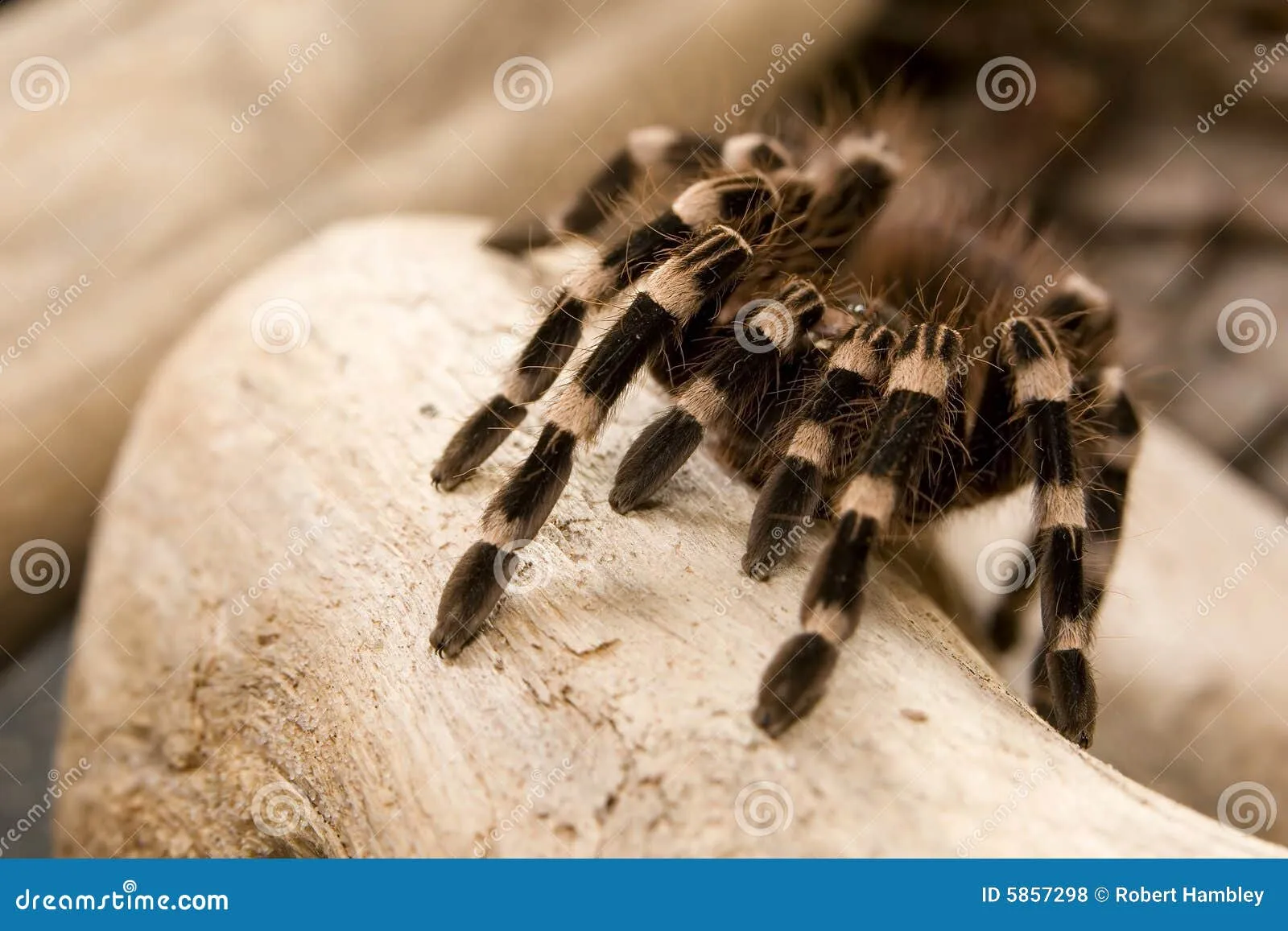 23381 tarantula water dish