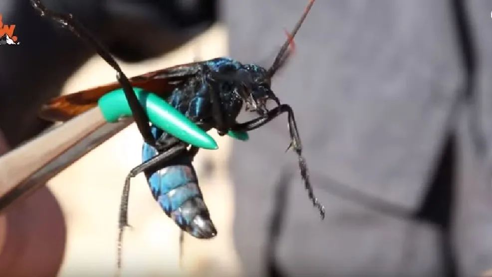 23382 tarantula hawk close up
