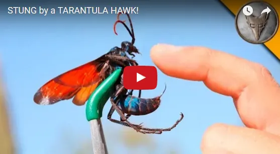 23382 tarantula hawk habitat