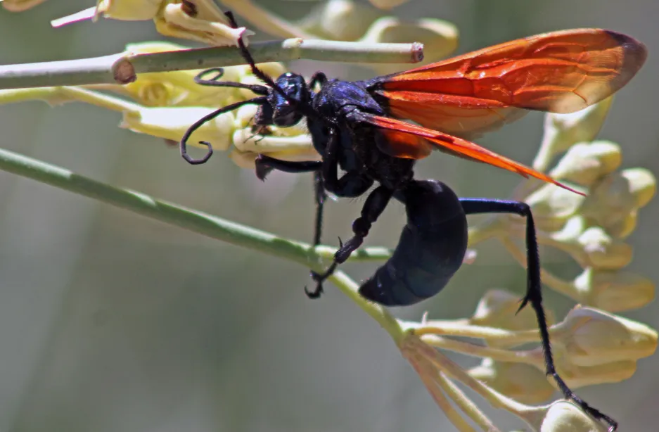 23382 tarantula hawk nest