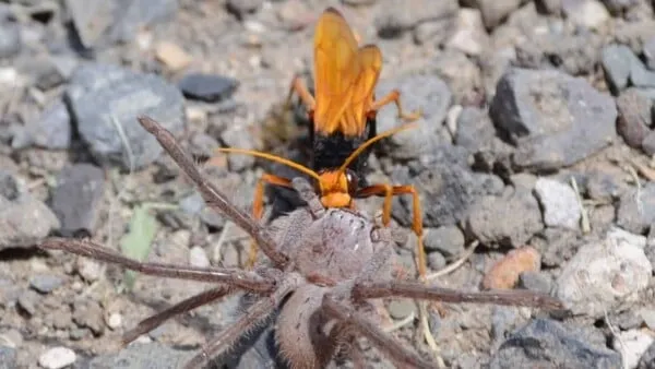 23382 tarantula hawk sting site
