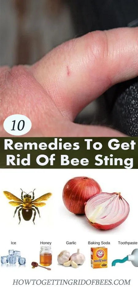 23383 tarantula wasp sting