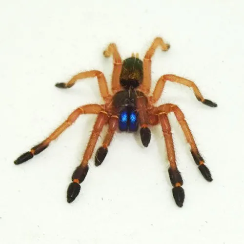 23384 blue fang tarantula enclosure