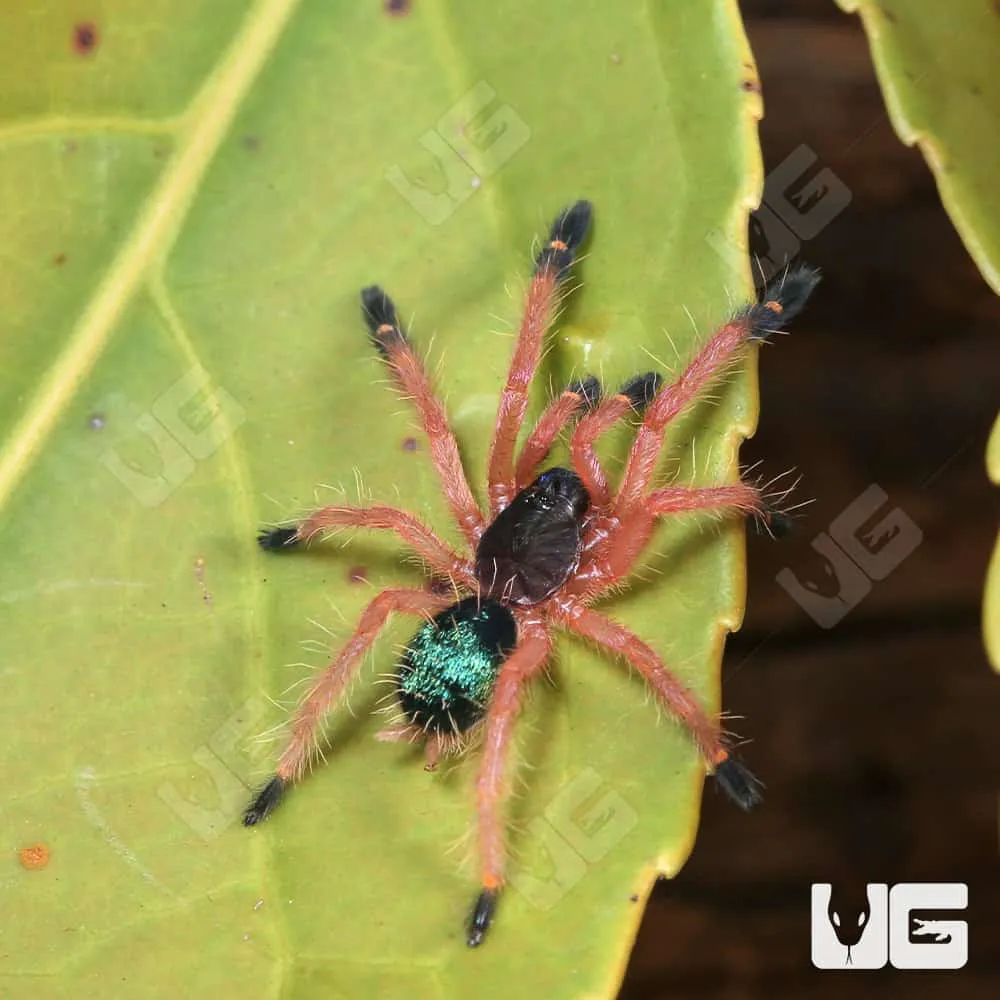 23384 blue fang tarantula feeding